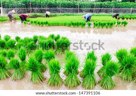 Rice farmers are withdrawing the seedlings and transplanting rice seedlings in the field next.