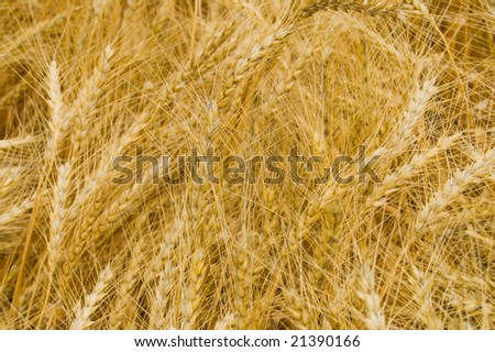 harvest as gold background