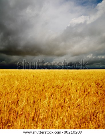 golden field under dramatic sky. rain before