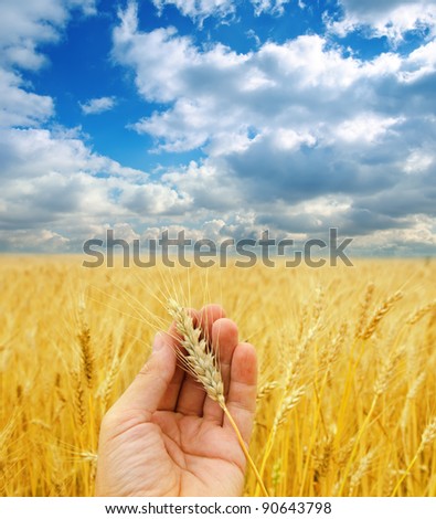 golden harvest in hand over field under dramatic sky