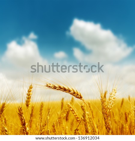 golden harvest under blue cloudy sky. soft focus on bottom of picture