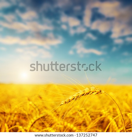 golden harvest on sunset. soft focus on bottom of picture
