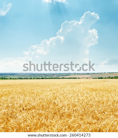 golden field with harvest and clouds in blue sky