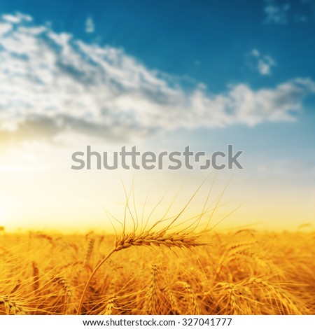 golden harvest and sunset. soft focus