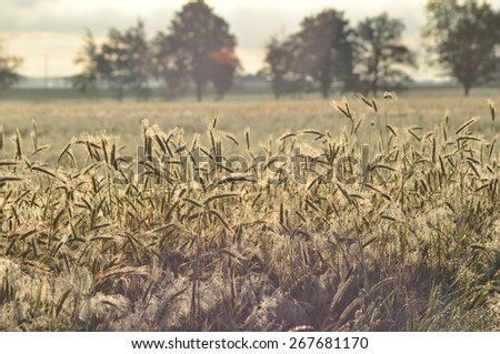 Grain in the fields. Ripening ears. Harvest and grain into flour. Farms and agriculture.