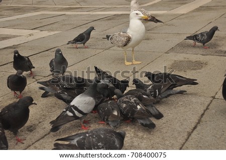 Similar – Image, Stock Photo A seagull nibbles at the remains of a fish.