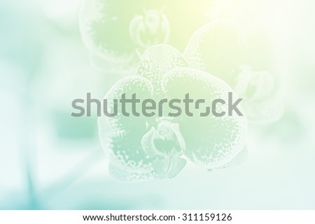 blurred artistic  orchid on soft pastel gradient abstract background