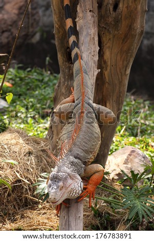 Iguana are climbing down from the tree