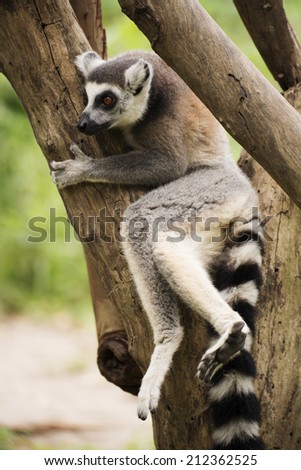 Ring-tailed lemur sitting on the tree  on the tree