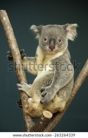 Portrait of male Koala bear sitting on the tree