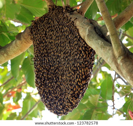 Beehive hangs on a tree