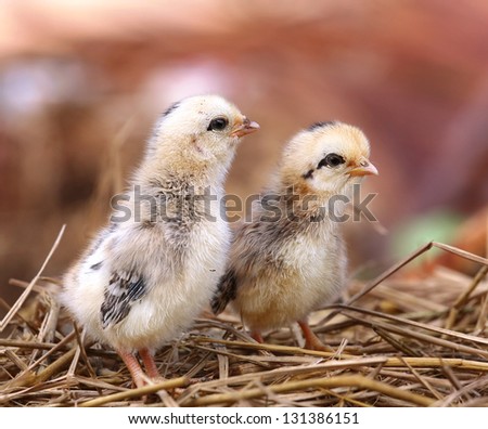 New born chicks on nature background
