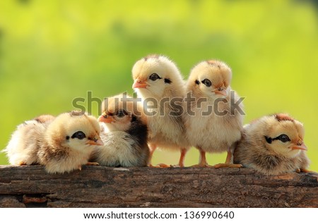Group Babies