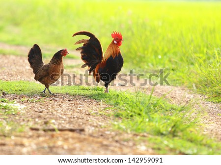 Chickens family on nature background