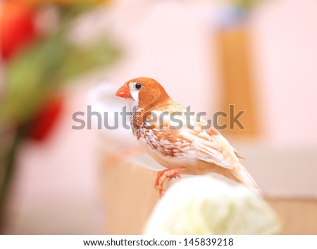 Beautiful Finch Birds on edge of box