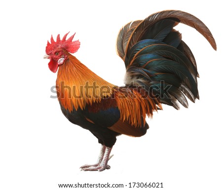 Chicken Isolated On A White Background Stock Photo 173066021 : Shutterstock