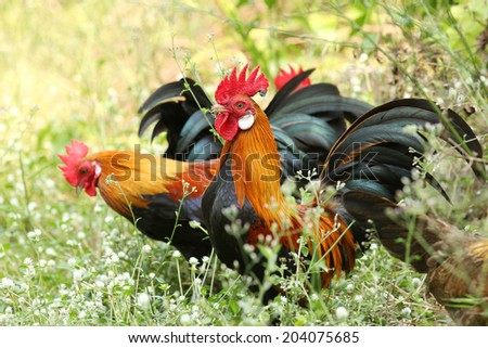Chicken family on nature background
