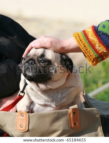Cute Dog in a Bag
