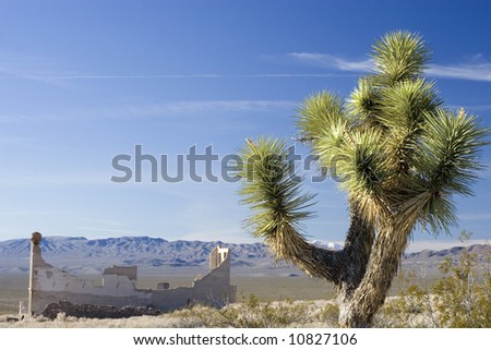 Joshua tree in the ghost city, Nevada