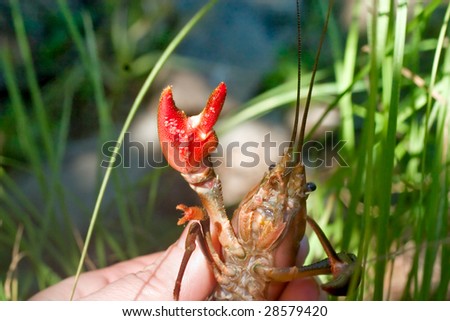 craw fish with his claw lifted up