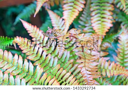 Similar – Image, Stock Photo Fern in autumn Fern leaf