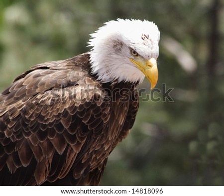 An American Bald Eagle sitting on a perch with an out of focus background