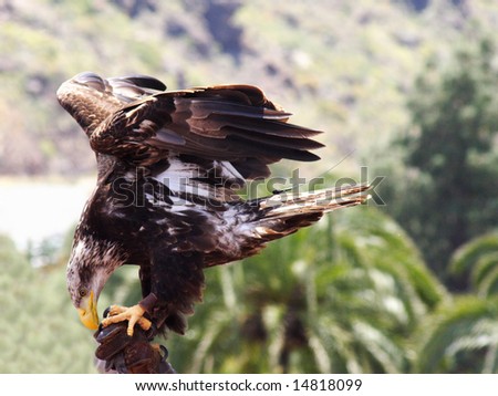 An  immature American bald Eagle sitting on a perch with an out of focus background