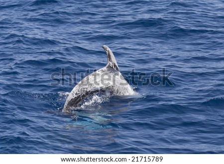 A diving Risso\'s or Grey Dolphin, Grampus griseus