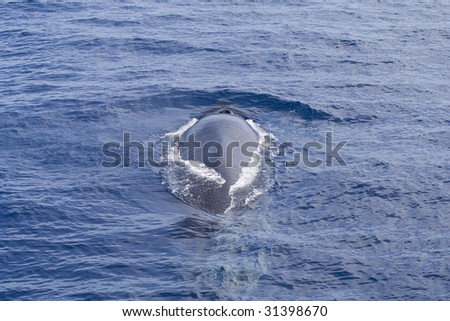 Diving Fin Whale (Balaenoptera physalus) off Gran Canaria. The second largest whale on the planet