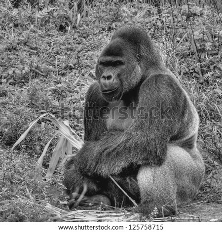 An Black and White image of a male silver back gorilla sitting holding a piece of bamboo