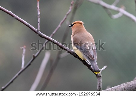 A Cedar Waxwing bird on a branch from behind