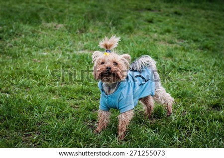 funny toy terrier in blue jacket on grass