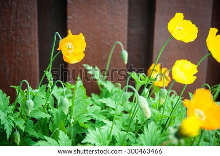 yellow poppies close up near brown wooden fence