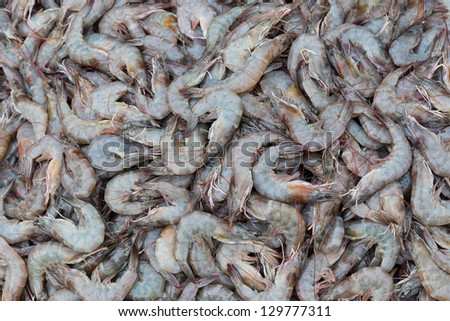 fresh shrimp background