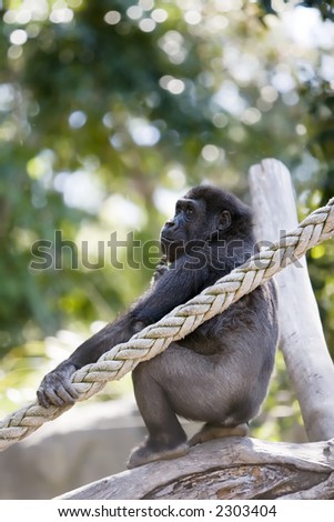 Young Gorilla sitting in a tree