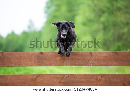 Similar – Foto Bild Hund springt über einen Zaun