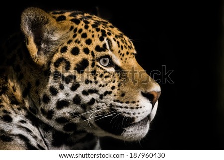 Profile Portrait of Jaguar