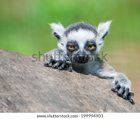 Frontal Portrait of a Baby Ring-Tailed Lemur
