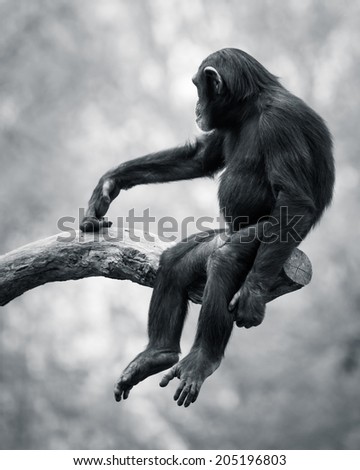 Young Chimpanzee Swinging from a Tree Branch
