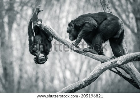 Young Mischievous Chimpanzee Taunting His Father