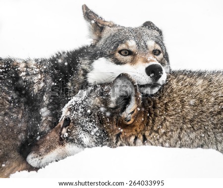 Red Wolf Pair Cuddling in Snow