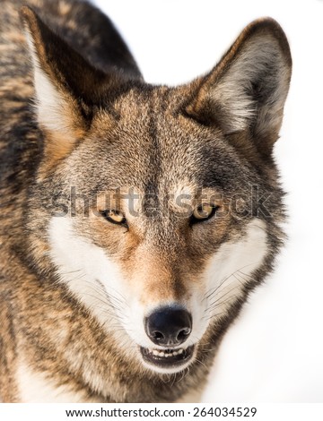 Frontal Portrait of a Red Wolf in Snow