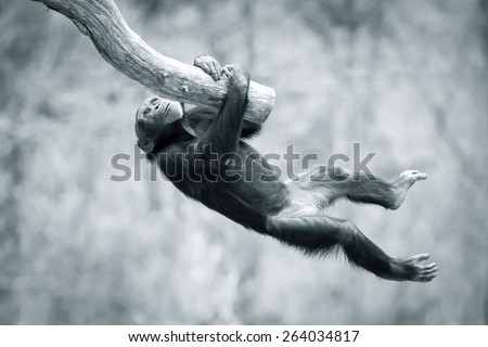 Young Chimpanzee Climbing in Tree