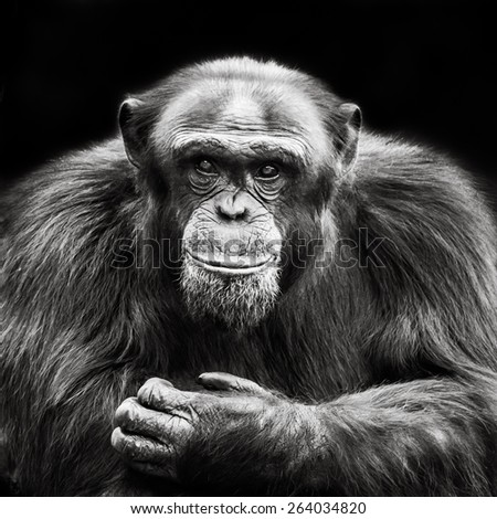 Frontal Portrait of Alpha Male Chimpanzee Against Black Background
