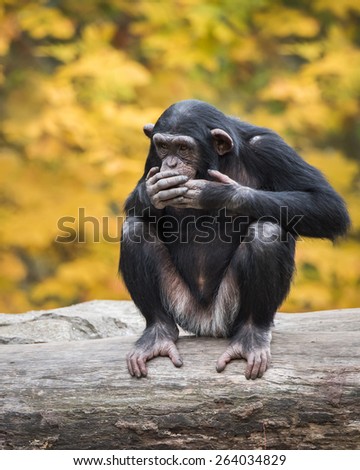 Young Chimpanzee Sitting on Tree Trunk Against Background of Yellow Leaves