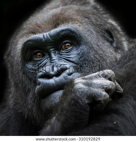 Frontal Portrait of a Western Lowland Gorilla