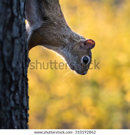 Squirrel Climbing Down Tree Against Blurred Yellow Tree Leaves