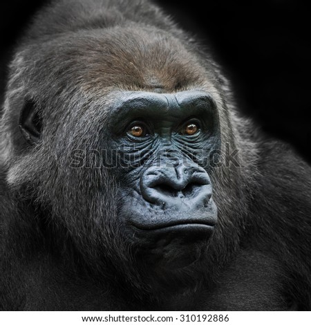 3/4 Portrait of a Western Lowland Gorilla