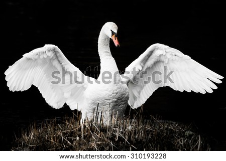 Frontal Portrait of a Flapping Mute Swan Against a Black Background