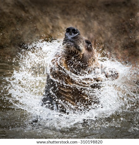 Grizzly Bear Shaking Water Off of His Head